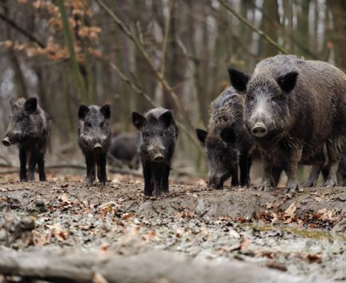 County feral hog bound still underway