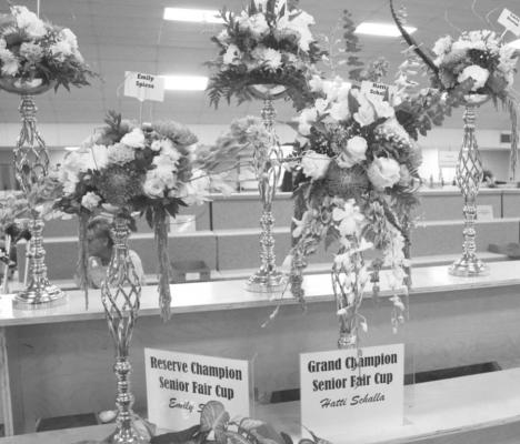 Senior Fair Cup