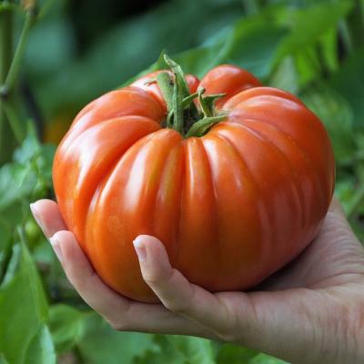 Committee searches for best veggies in county