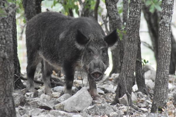 Feral hog bounty hunting program still ongoing