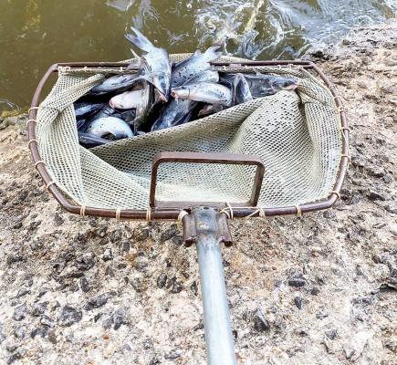 Catfish stocking is back at neighborhood fishin’ lakes