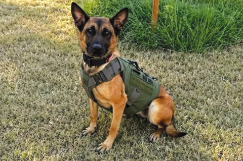 Ozi is one of the K9s selected to participate in the Protection4Paws campaign. COURTESY PHOTO